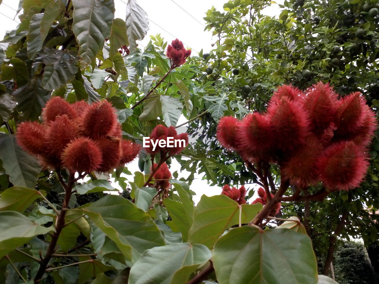 CLOSE UP OF RED FLOWER TREE
