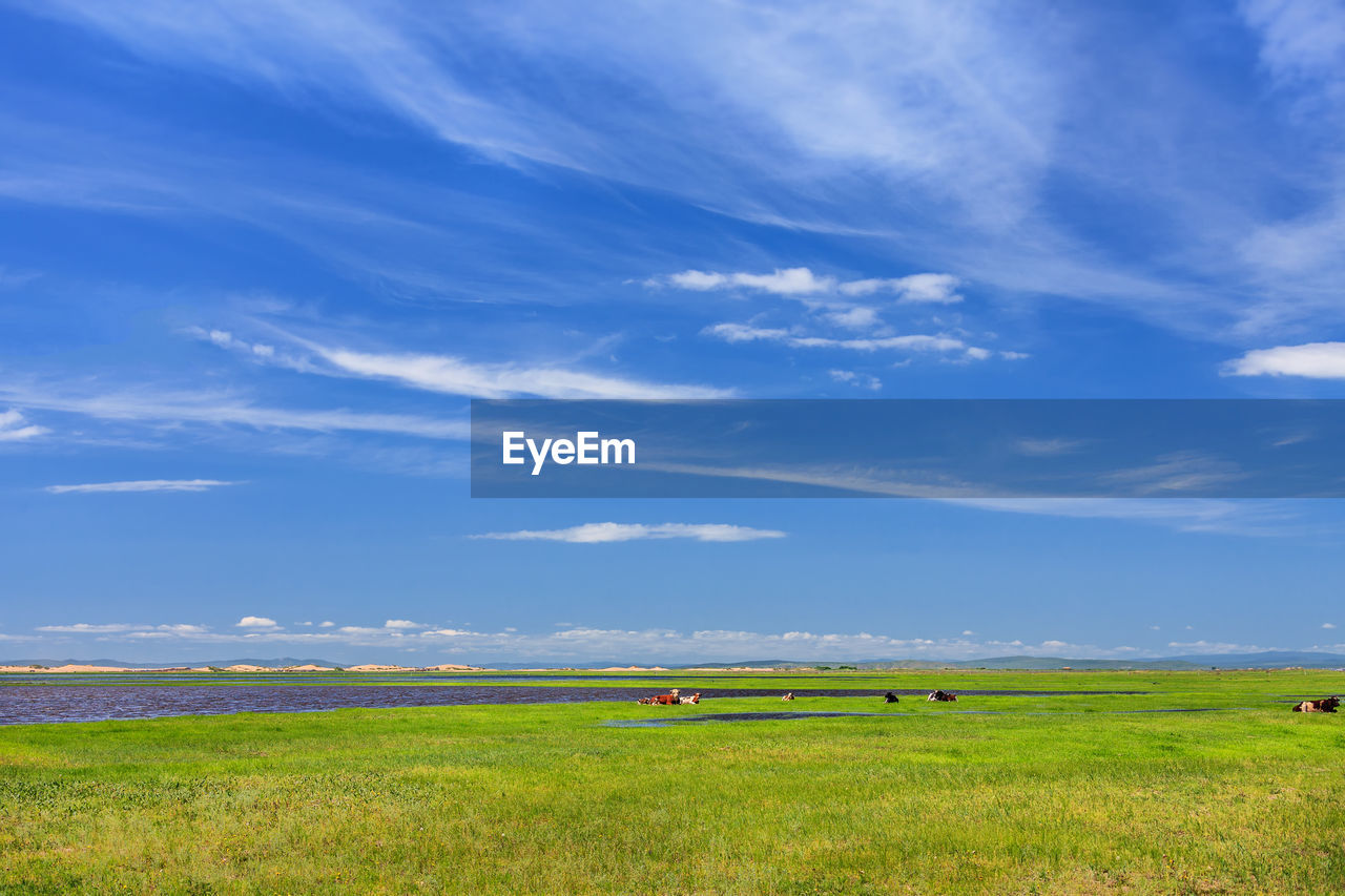 SCENIC VIEW OF GREEN LANDSCAPE AGAINST SKY
