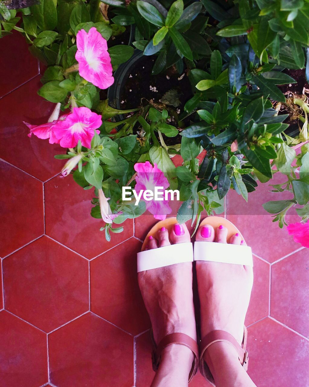 CLOSE-UP OF PINK FLOWERS ON PLANT