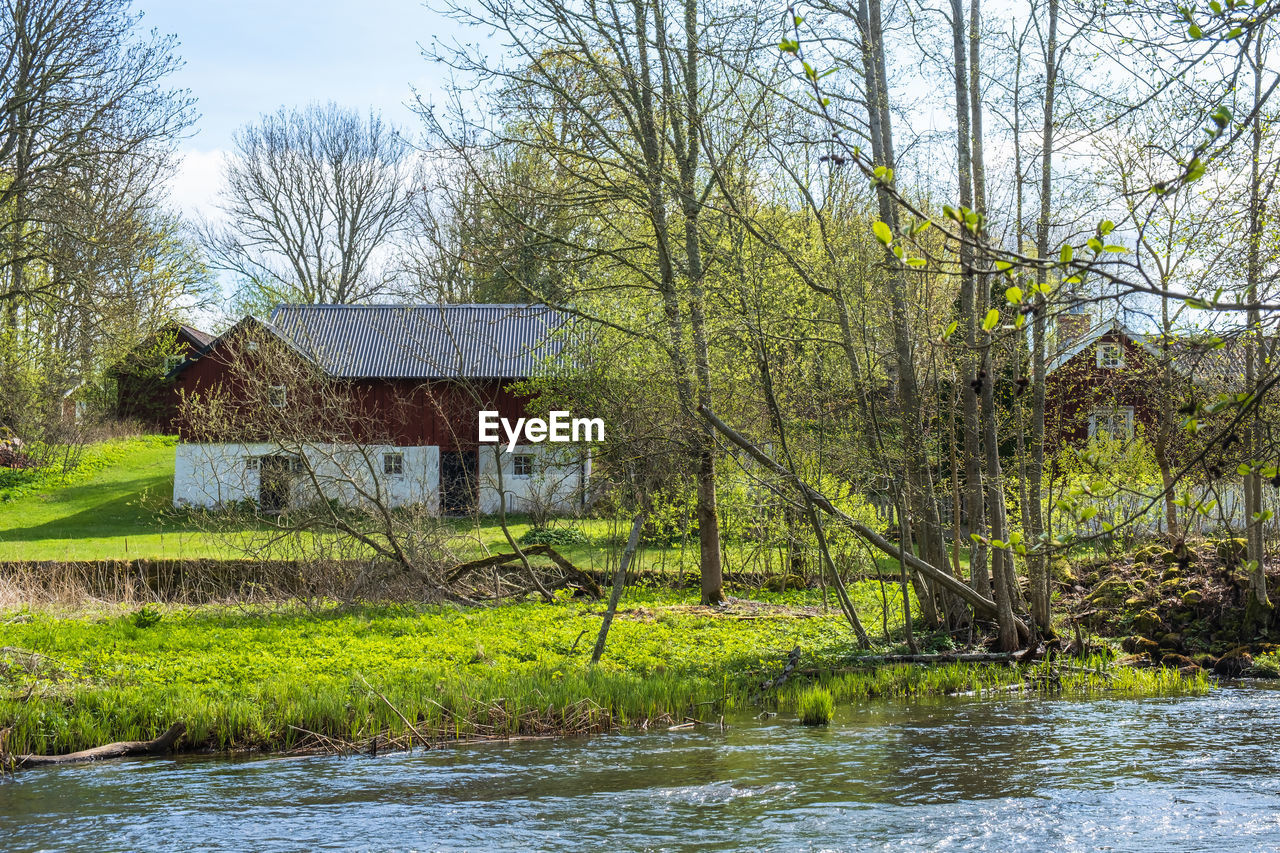 TREES GROWING BY RIVER IN FOREST