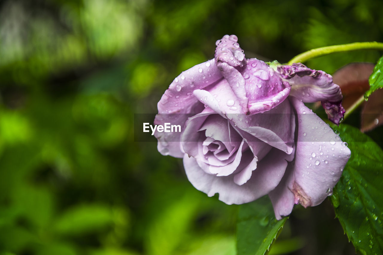 Close-up of wet fresh purple rose