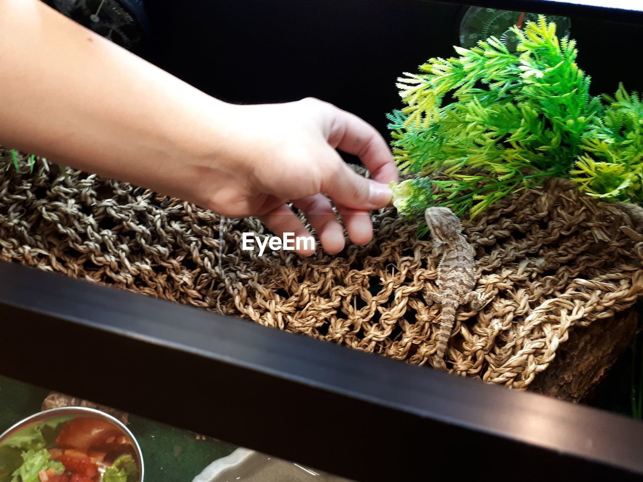 Close-up of hand holding food for baby bearded dragon