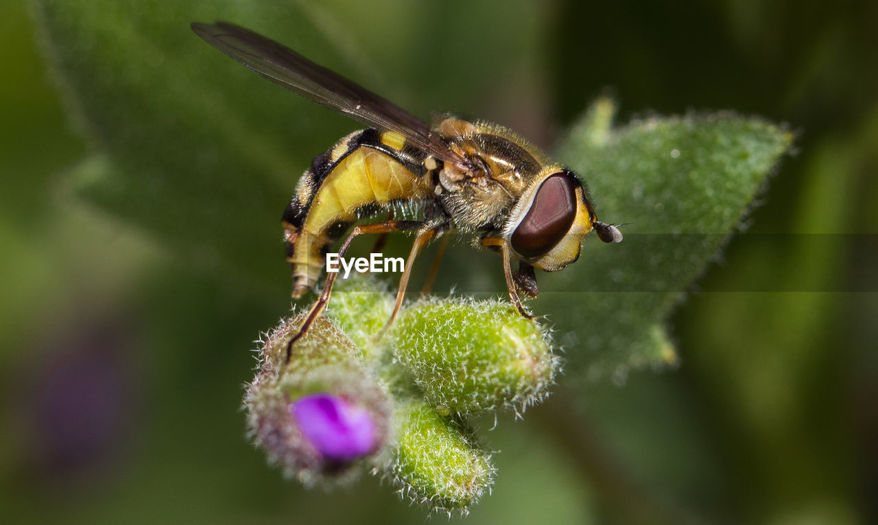 CLOSE-UP OF BEE POLLINATING FLOWER