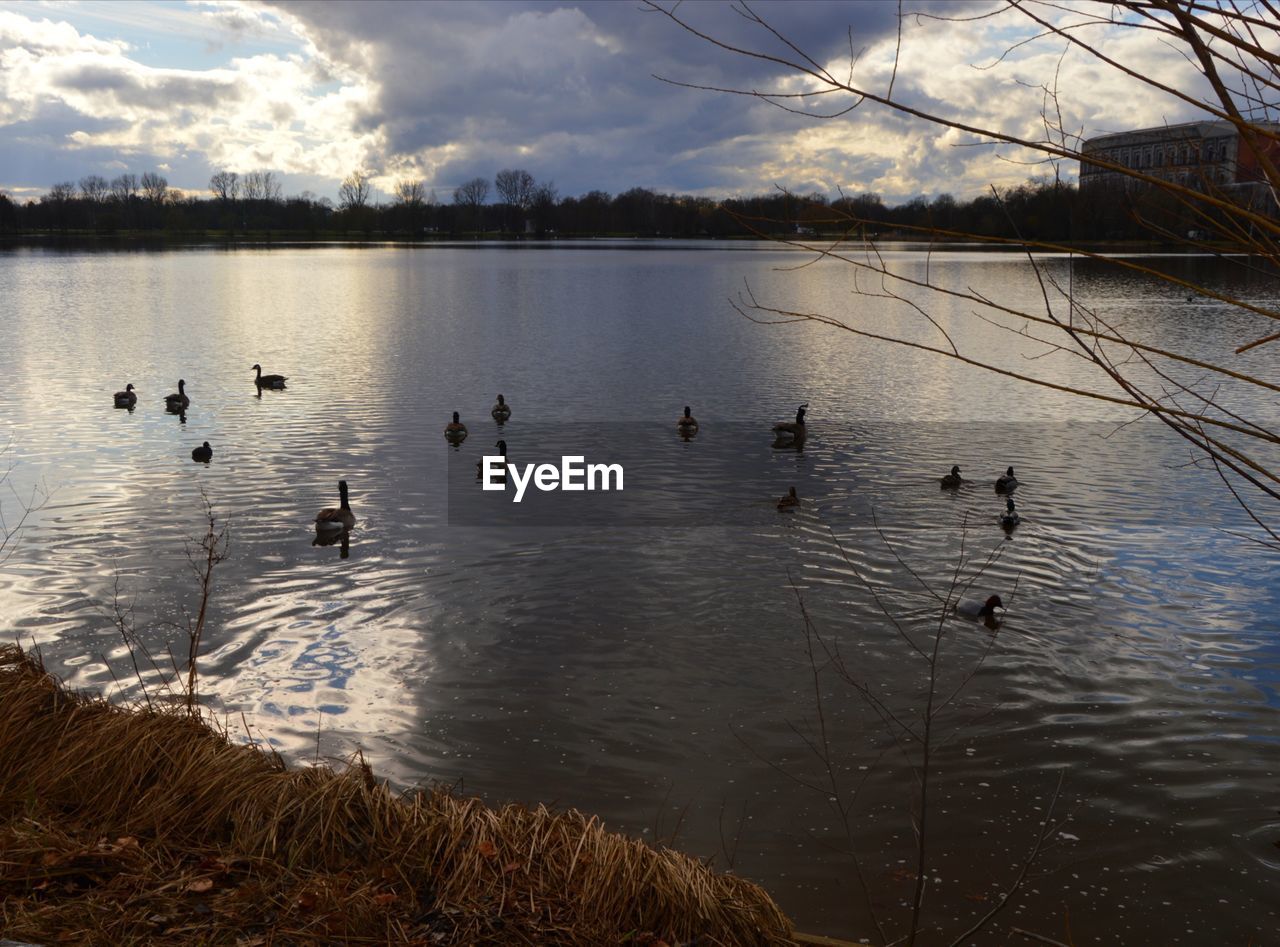 DUCKS FLOATING ON LAKE