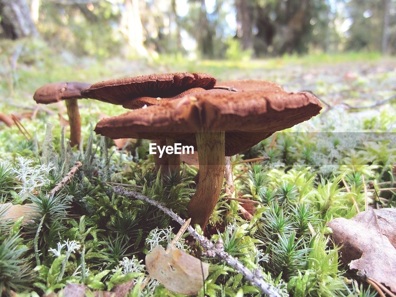 MUSHROOMS GROWING IN FOREST