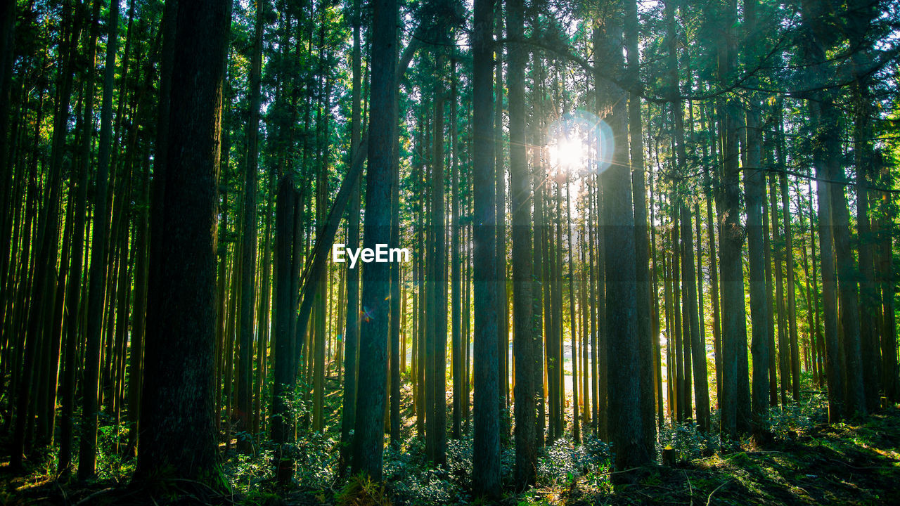 Sunlight streaming through trees in forest