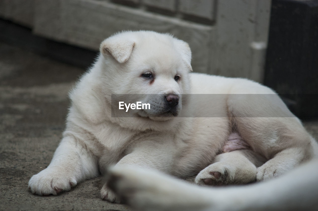 A four week old akita puppy 