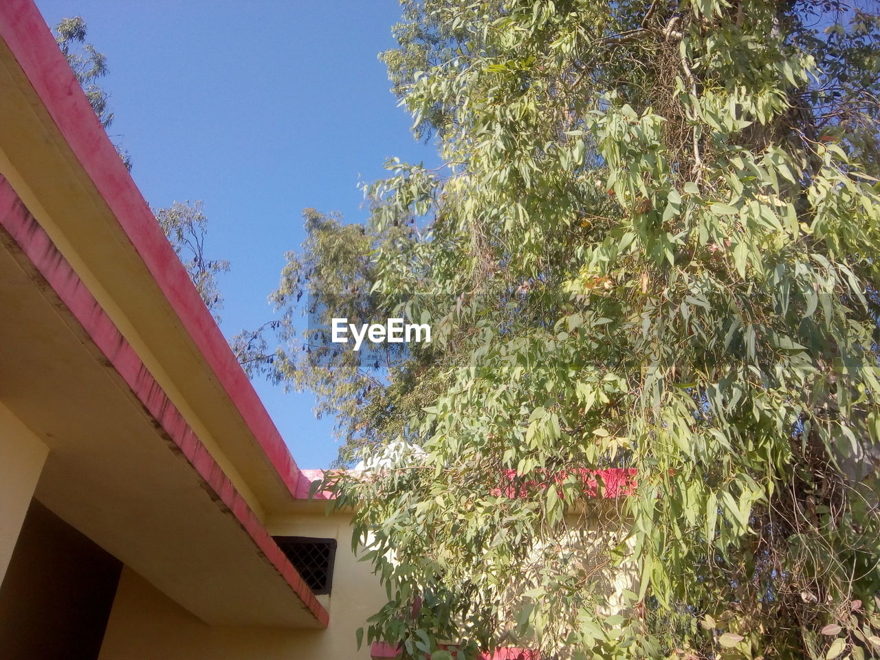 LOW ANGLE VIEW OF TREES AND BUILDING AGAINST BLUE SKY