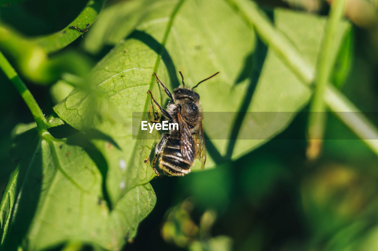 Close-up of insect on leaf