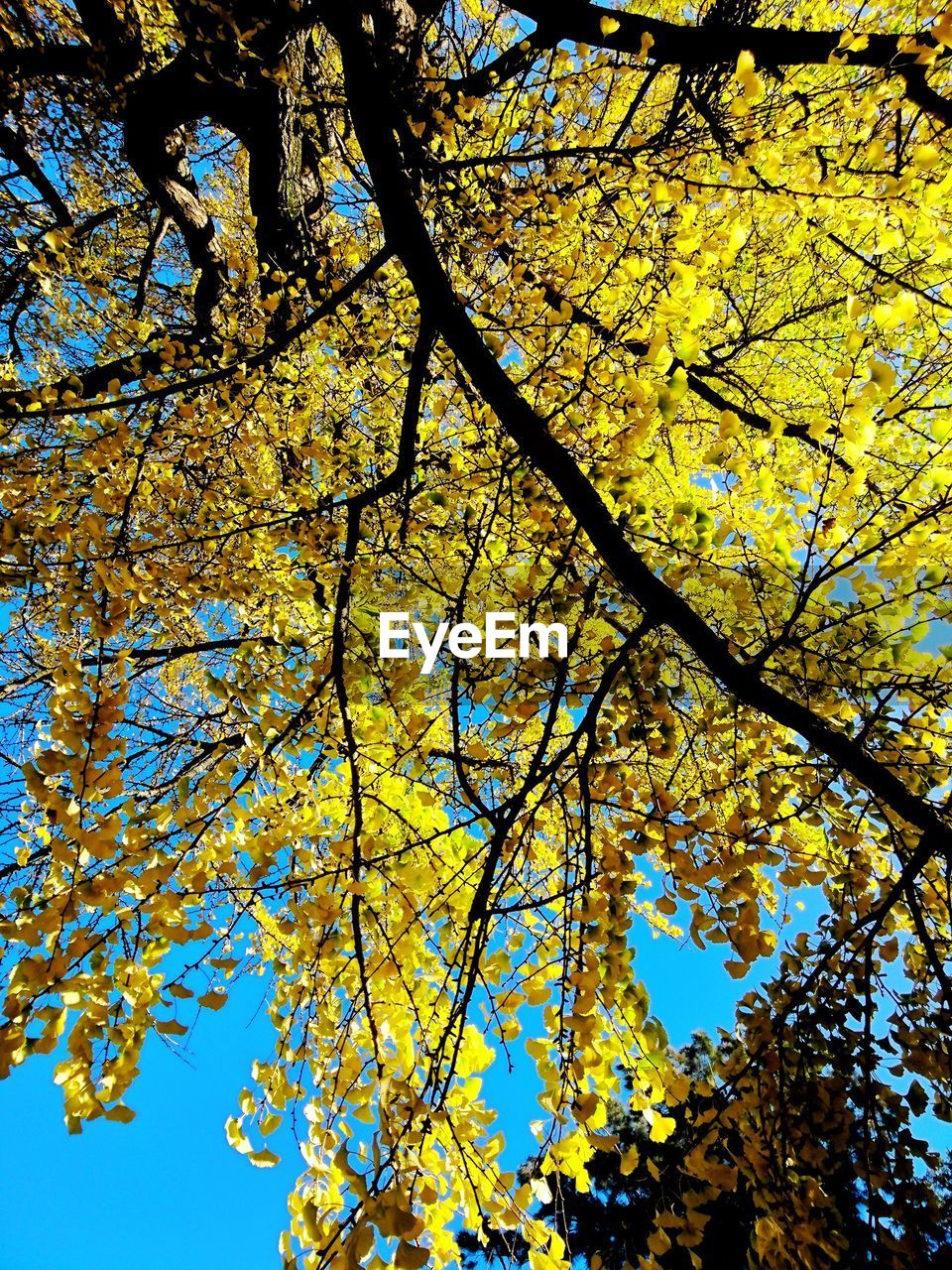 Low angle view of yellow flower tree