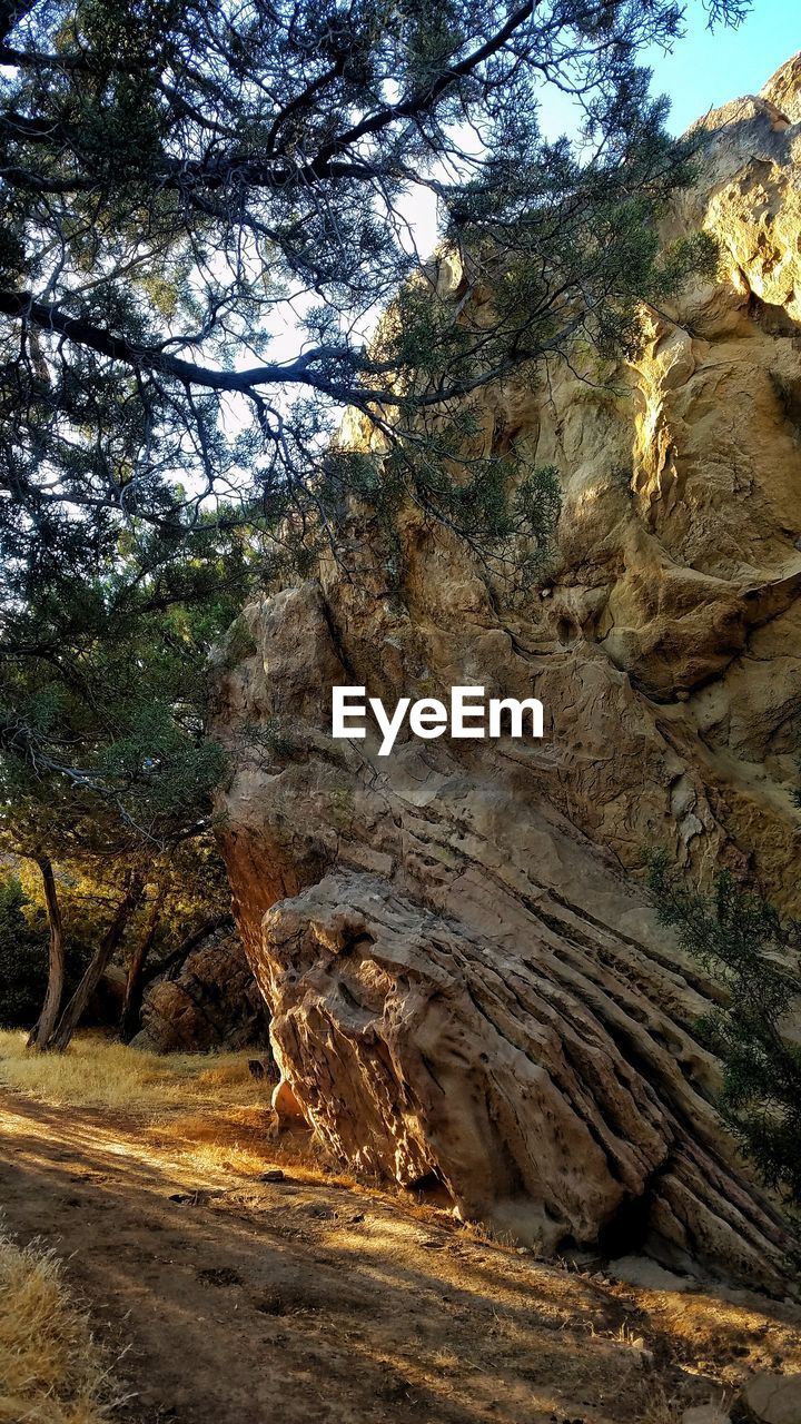 TREES GROWING ON ROCK