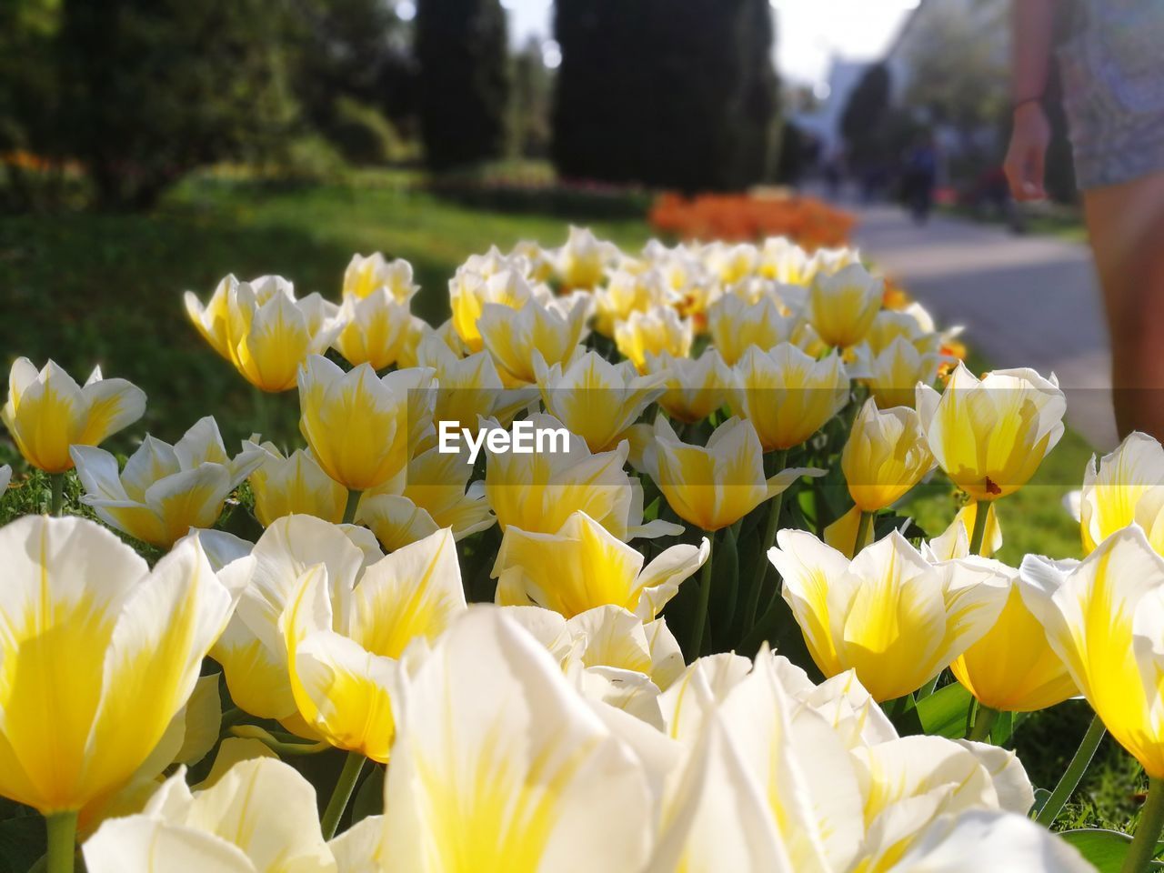 CLOSE-UP OF FRESH YELLOW FLOWERS ON WHITE FLOWER