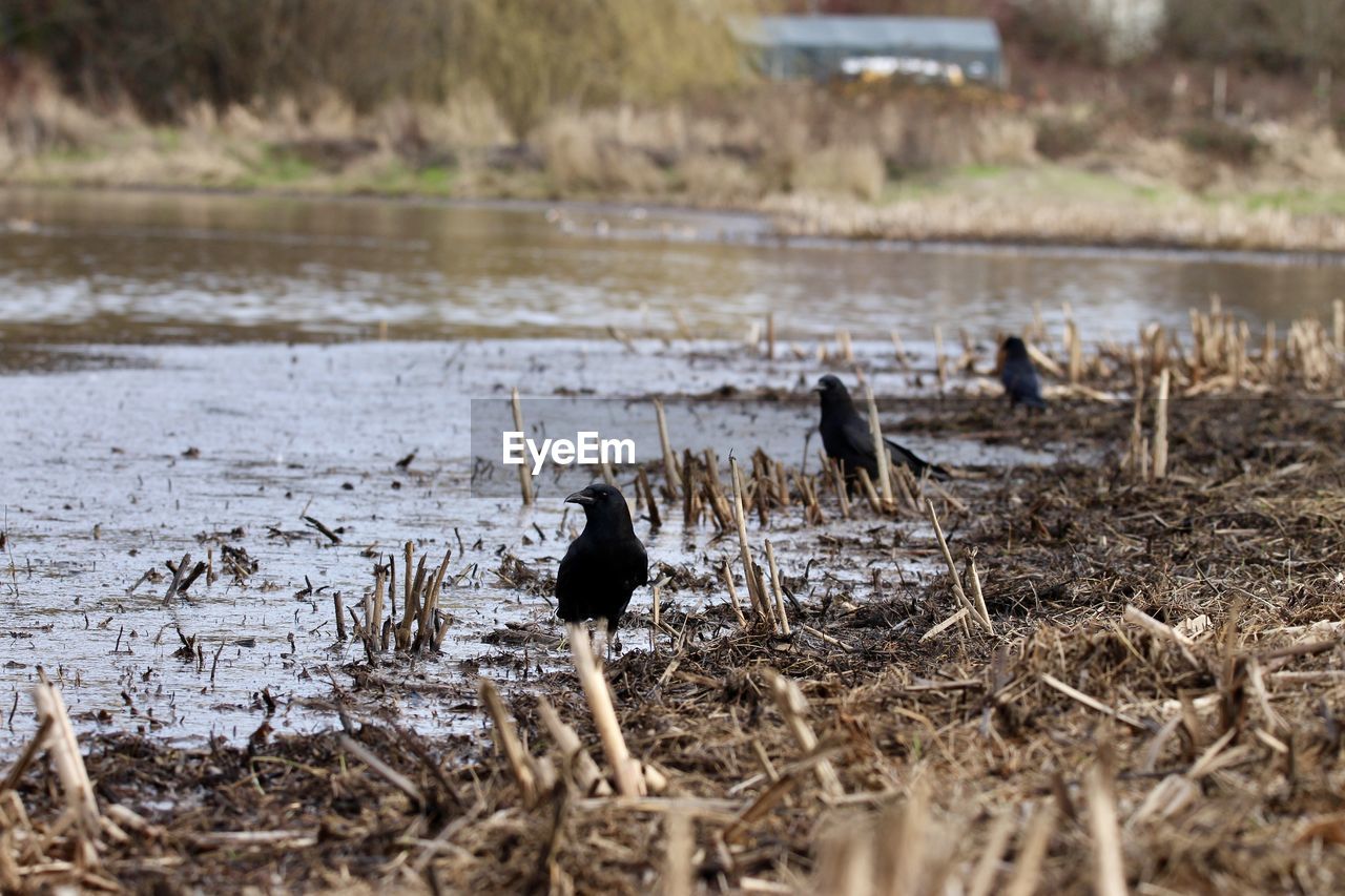 Birds in lake