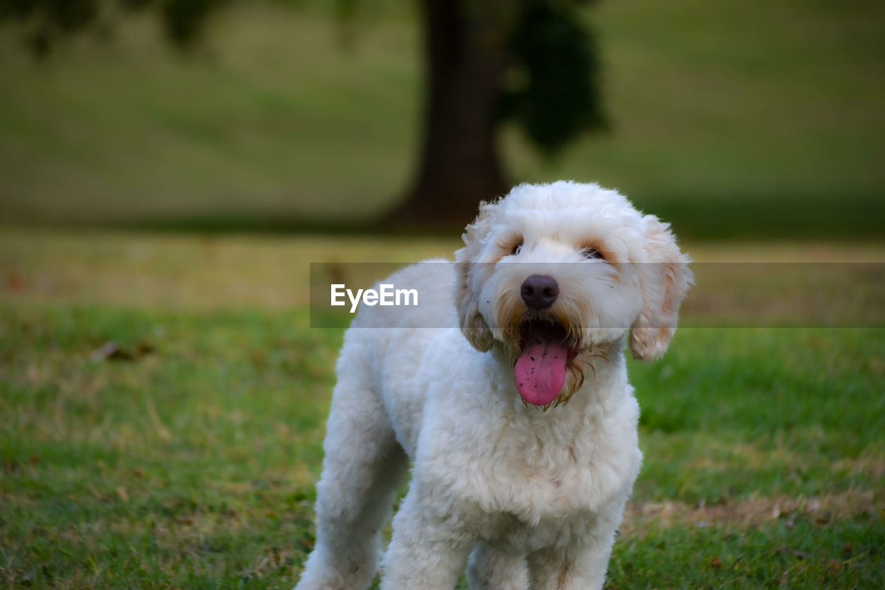 White fluffy labradoodle standing with tongue hanging out at the park