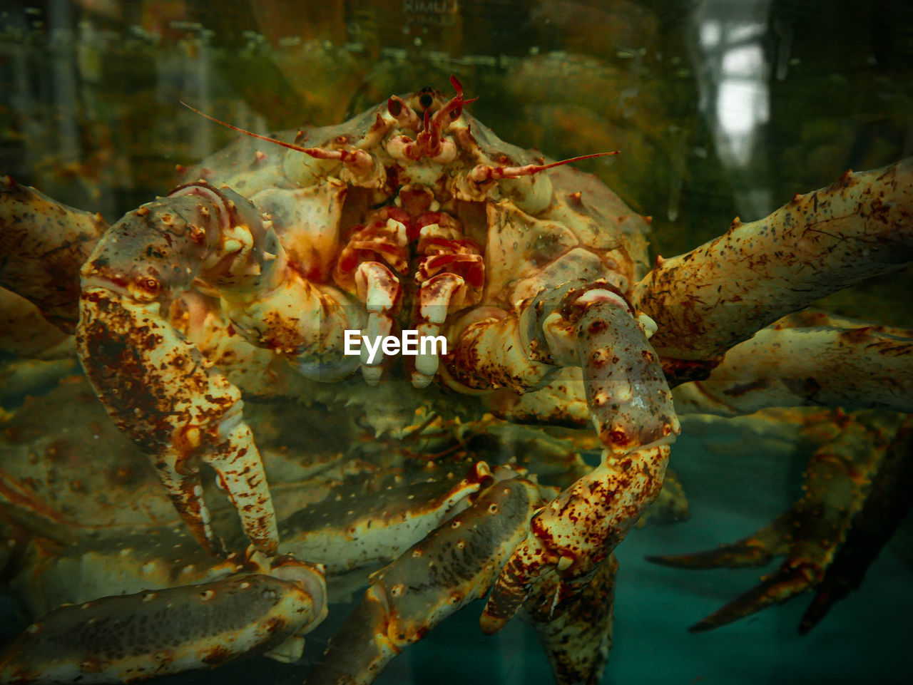 Close-up of big crab