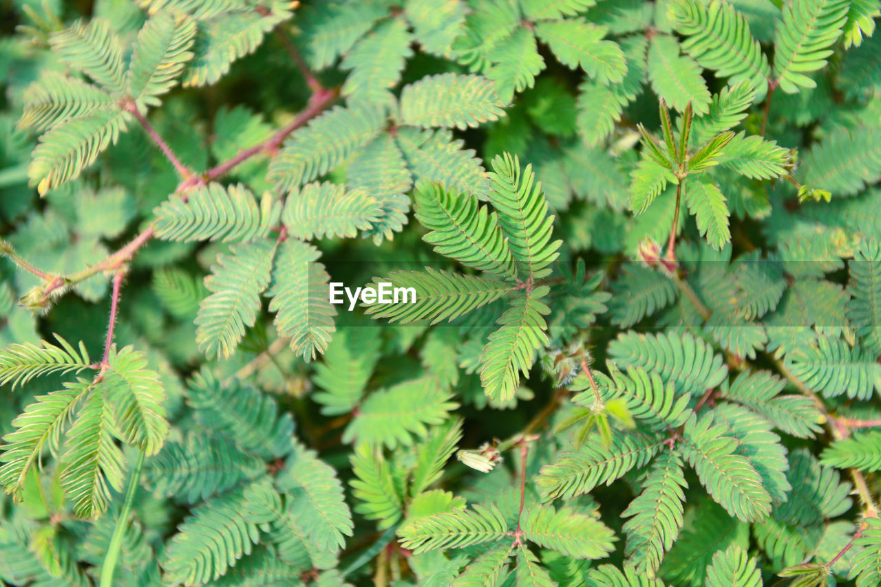 CLOSE-UP OF FERN LEAVES