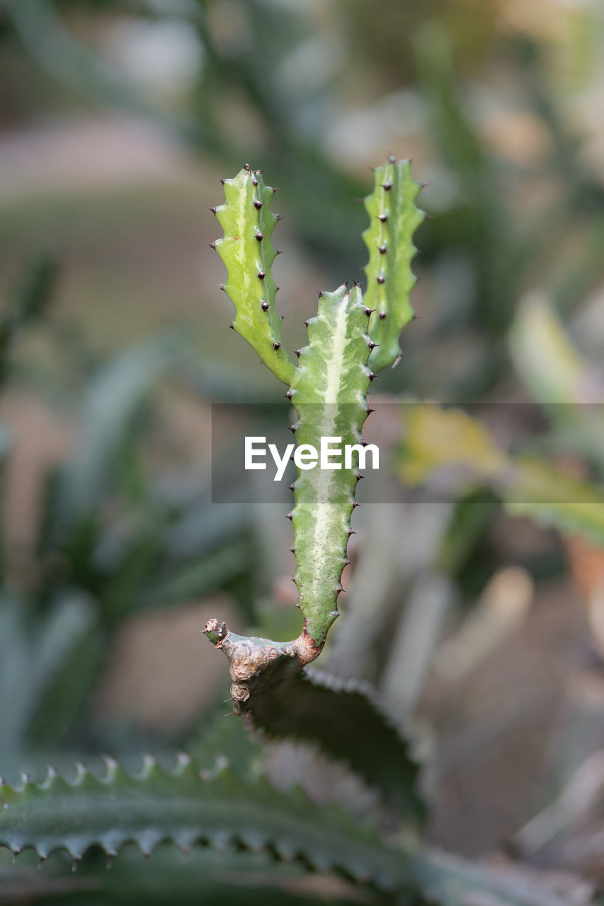 plant, flower, nature, close-up, growth, leaf, no people, animal, animal themes, animal wildlife, beauty in nature, green, focus on foreground, day, wildlife, insect, one animal, outdoors, plant part, macro photography, selective focus, cactus, succulent plant, plant stem, thorns, spines, and prickles