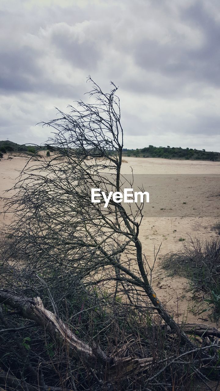 BARE TREE IN FIELD AGAINST SKY