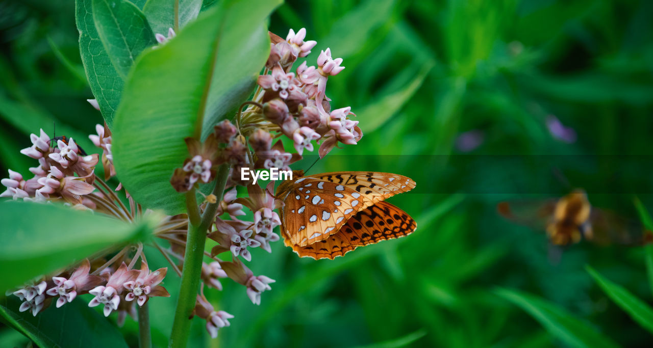 CLOSE-UP OF BUTTERFLY POLLINATING ON PURPLE FLOWERING PLANT