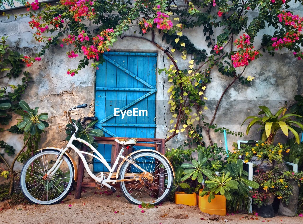 plant, bicycle, architecture, flowering plant, flower, transportation, nature, no people, built structure, building exterior, day, growth, mode of transportation, land vehicle, wall - building feature, outdoors, building, leaf, vehicle, plant part, potted plant, house, city, tree, window, wheel