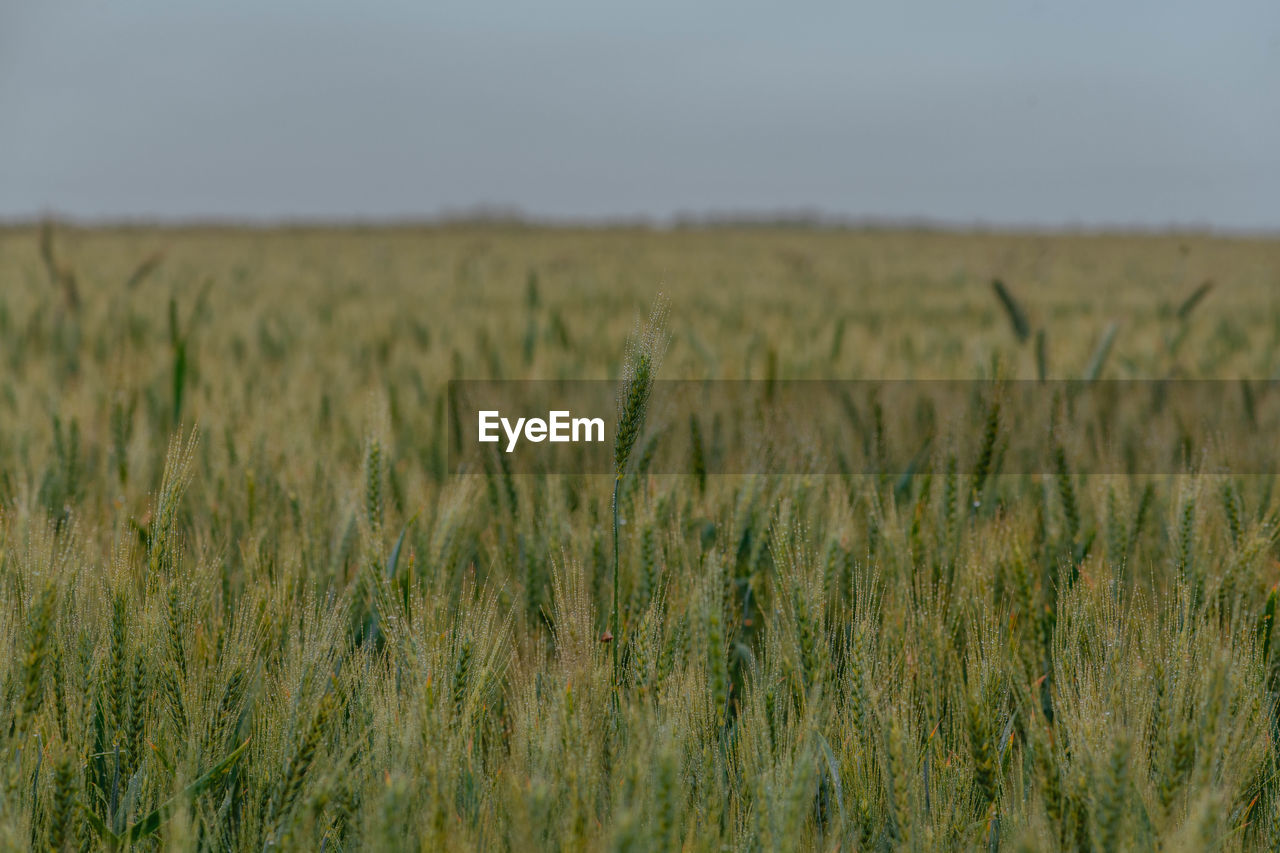 Scenic view of wheat field against sky