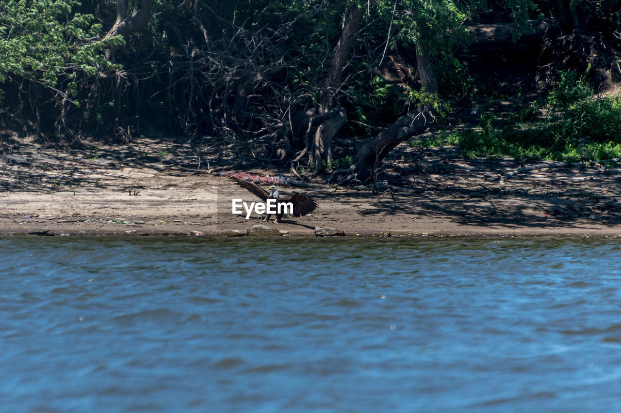 DUCKS ON WATER