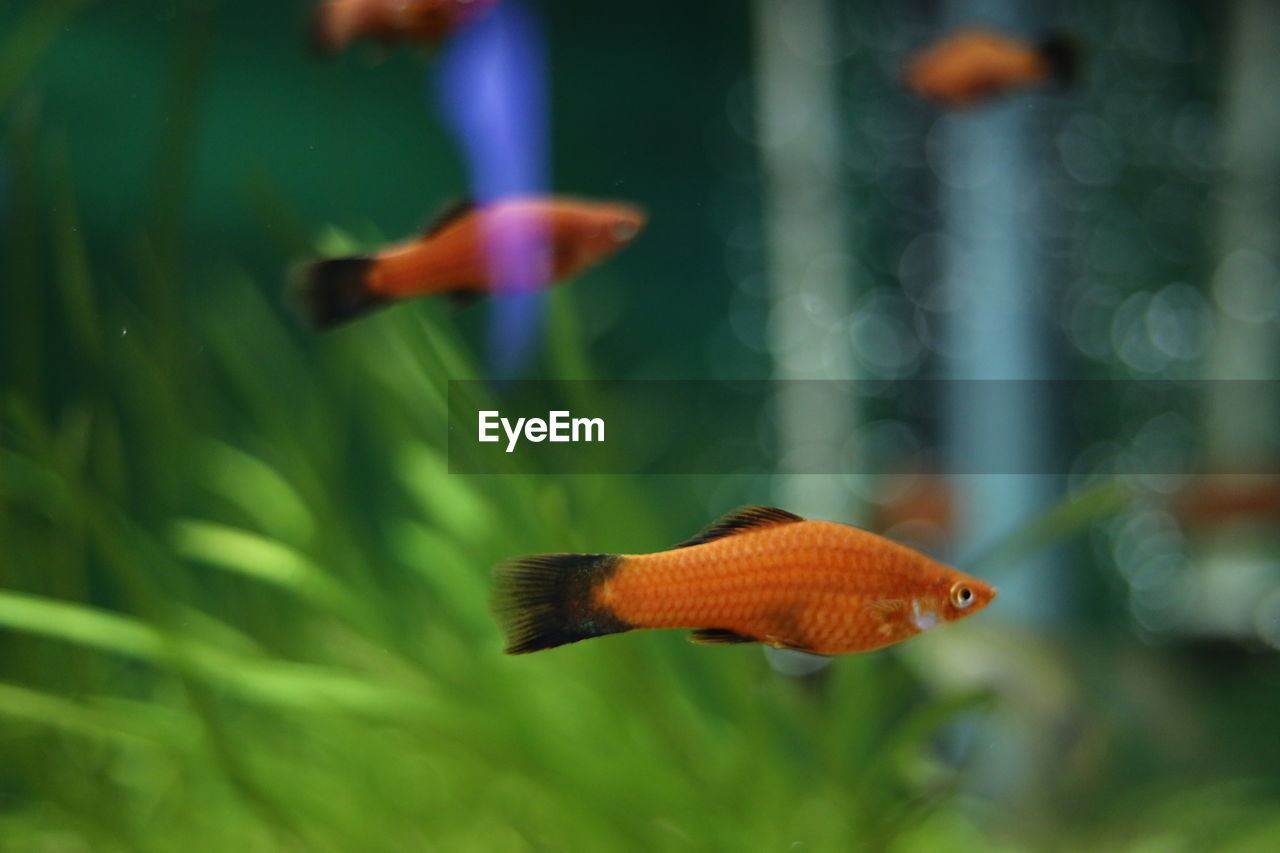 CLOSE-UP OF FISH UNDERWATER