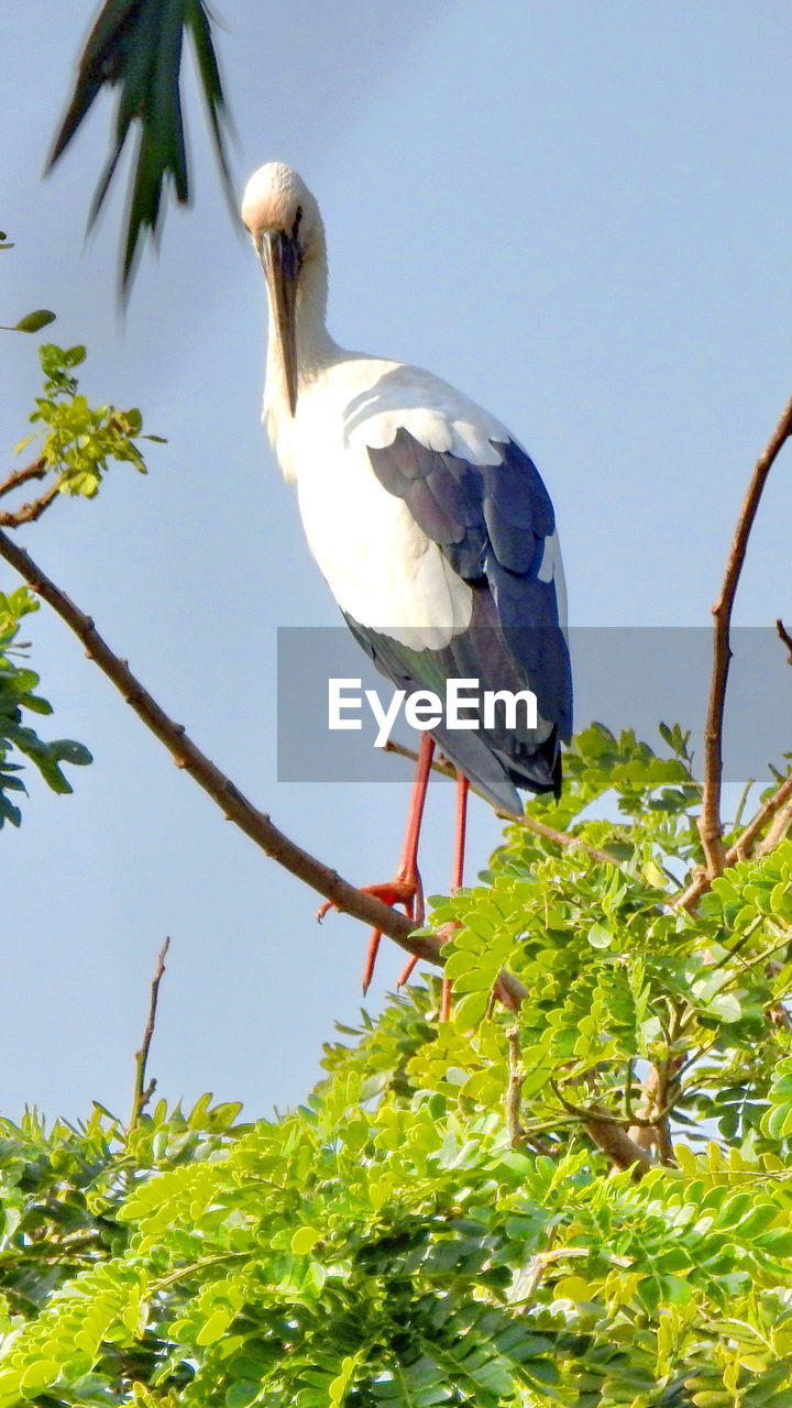 Low angle view of stork perching on branch