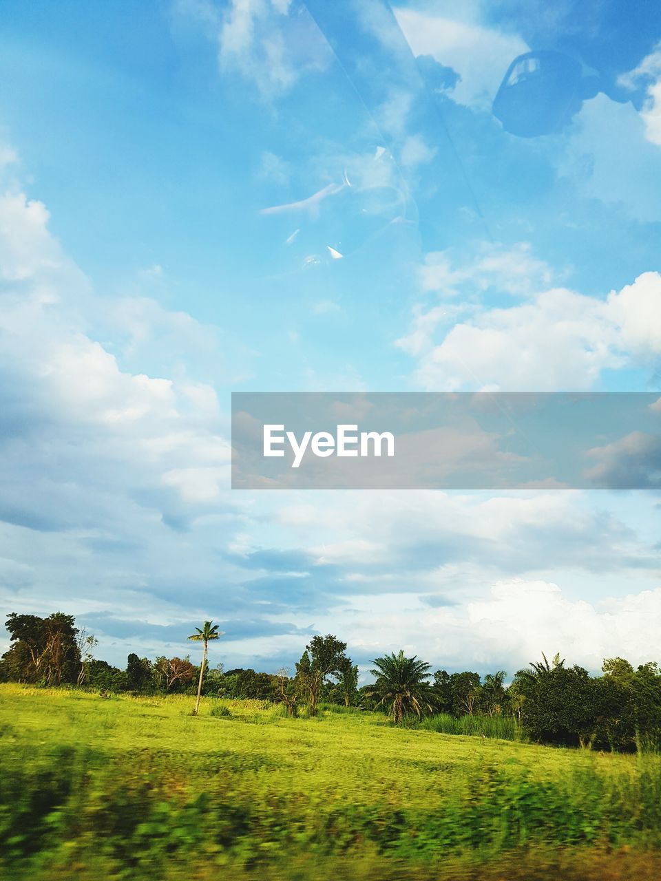 TREES ON COUNTRYSIDE LANDSCAPE