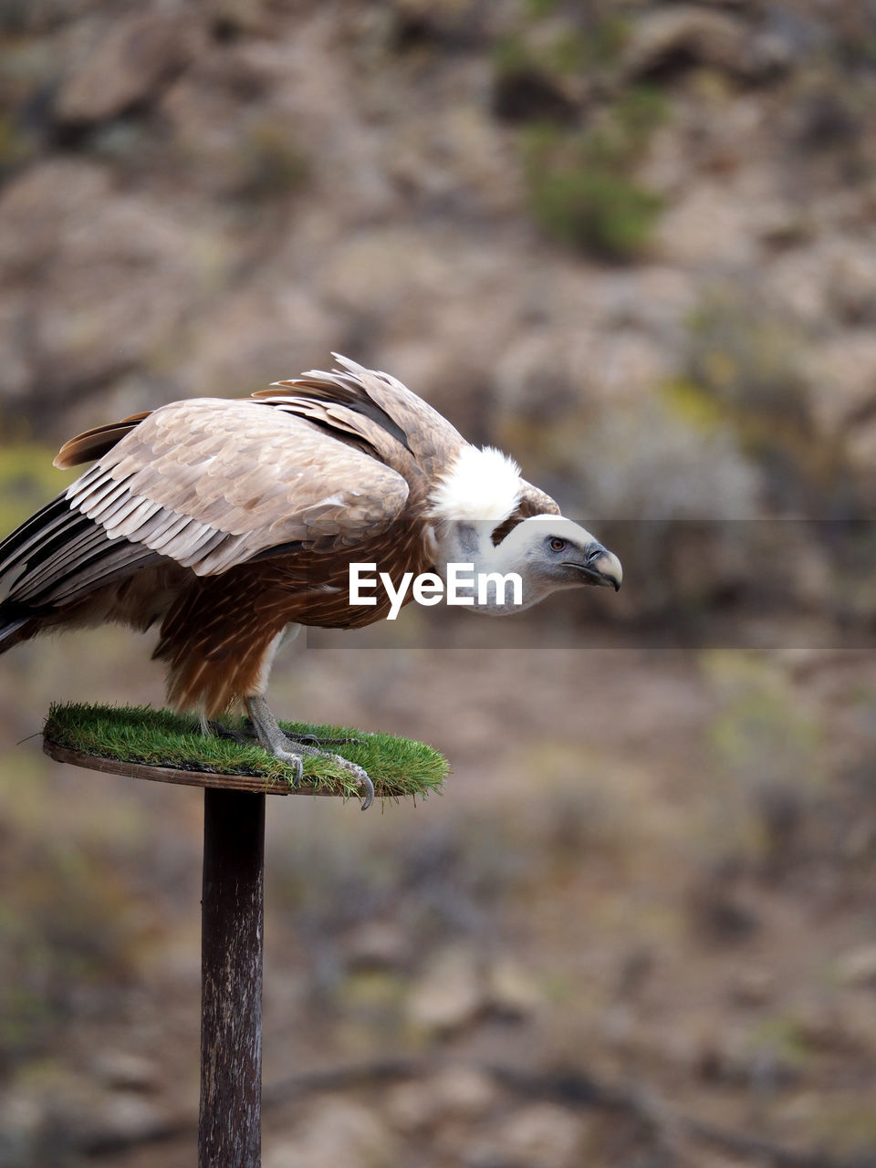 Close-up of bird perching outdoors