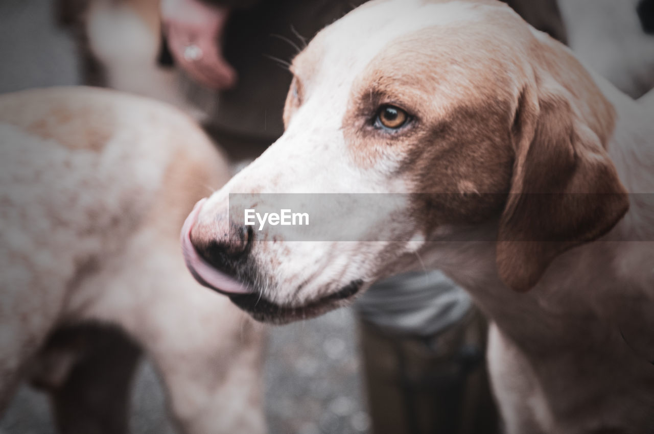 CLOSE-UP OF DOG OUTDOORS