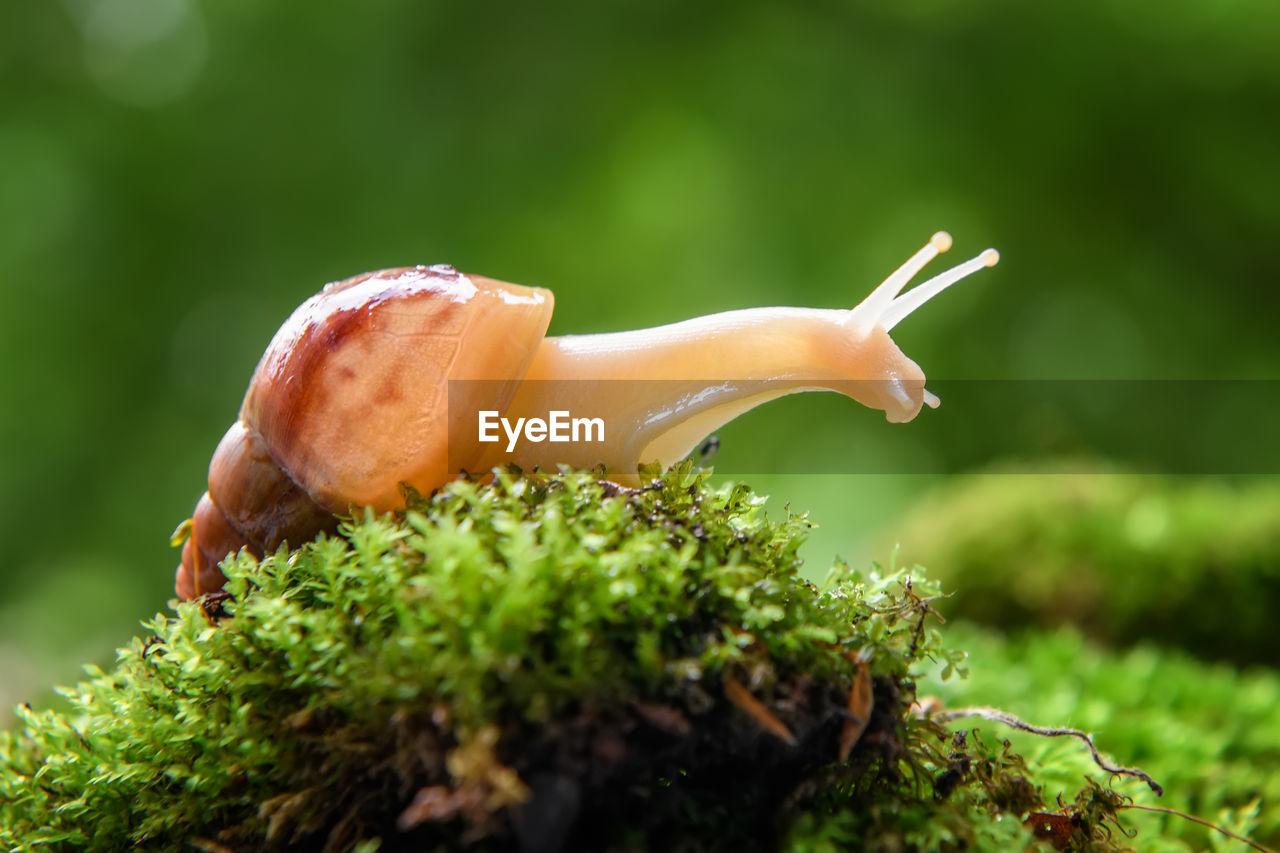 Close up brown snail creeps on the of the green moss