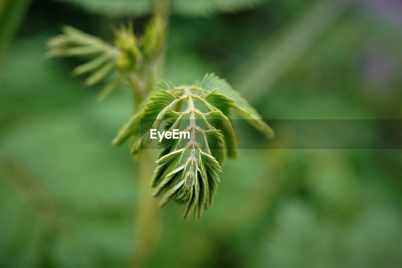 Close-up of refresh green plant