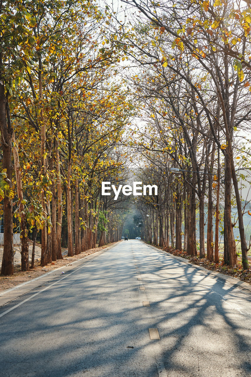 The asphalt road through the tree tunnel