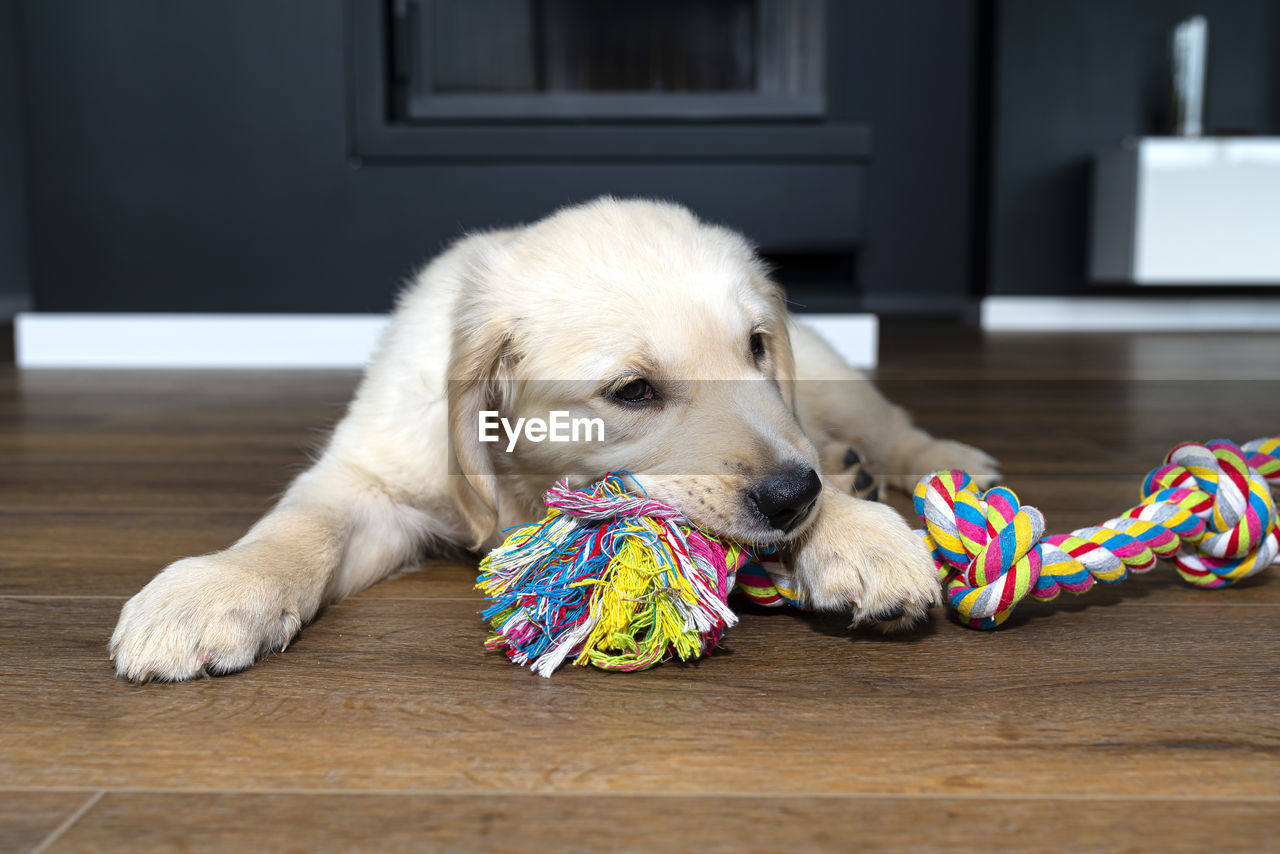 PUPPY RELAXING ON WOODEN FLOOR