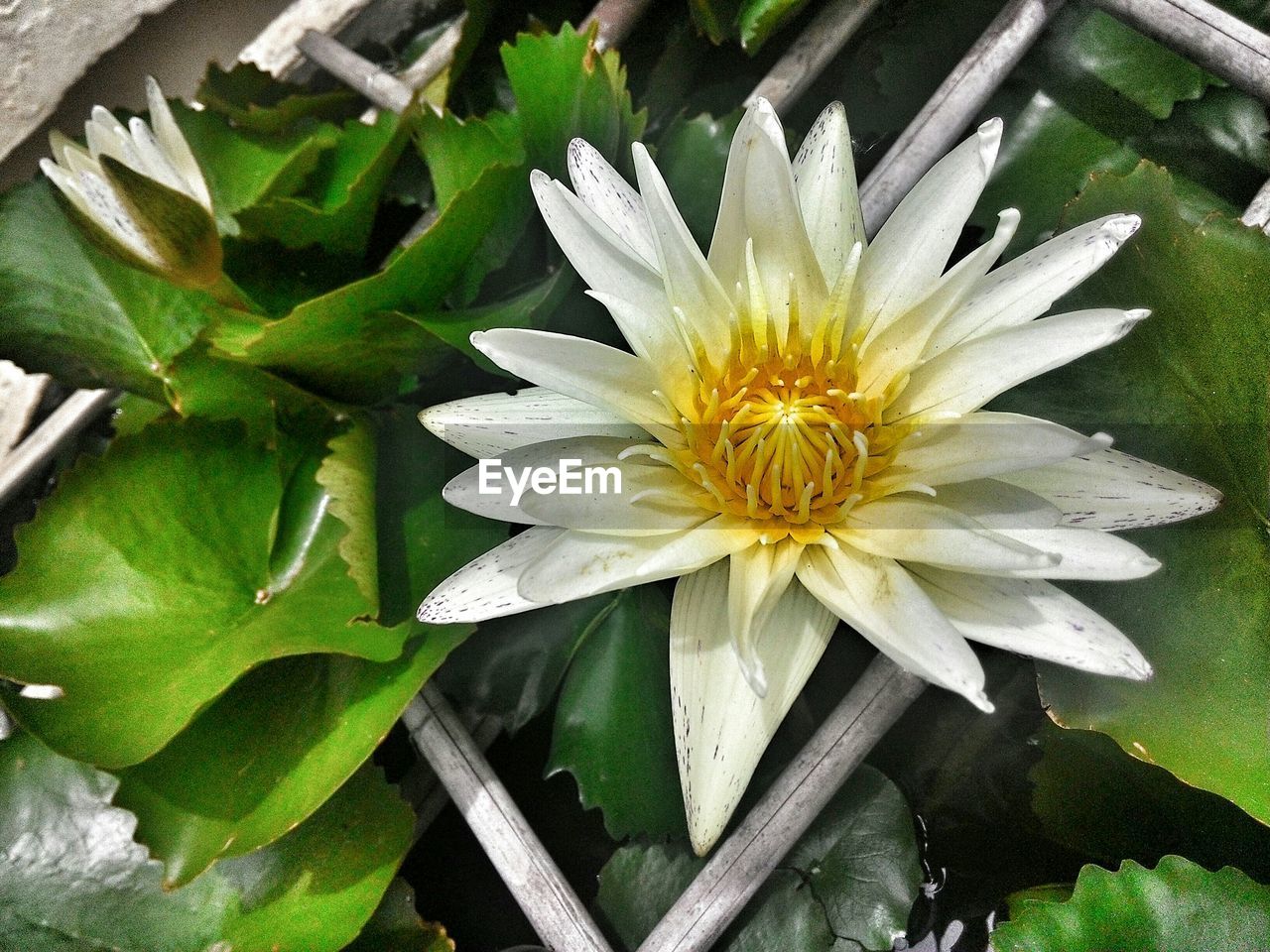 High angle view of water lily blooming on pond
