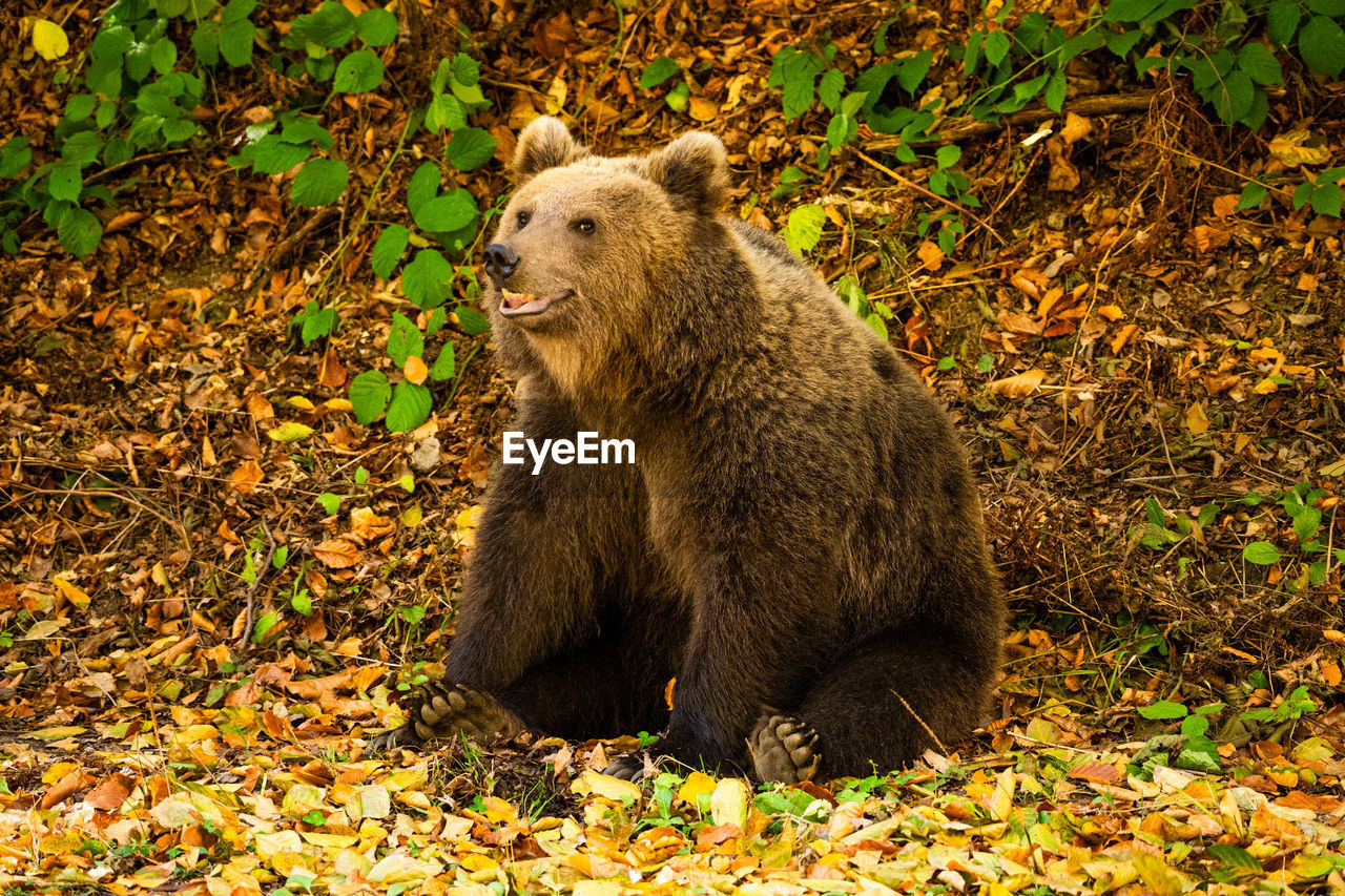 Close-up of a wild bear in the forest