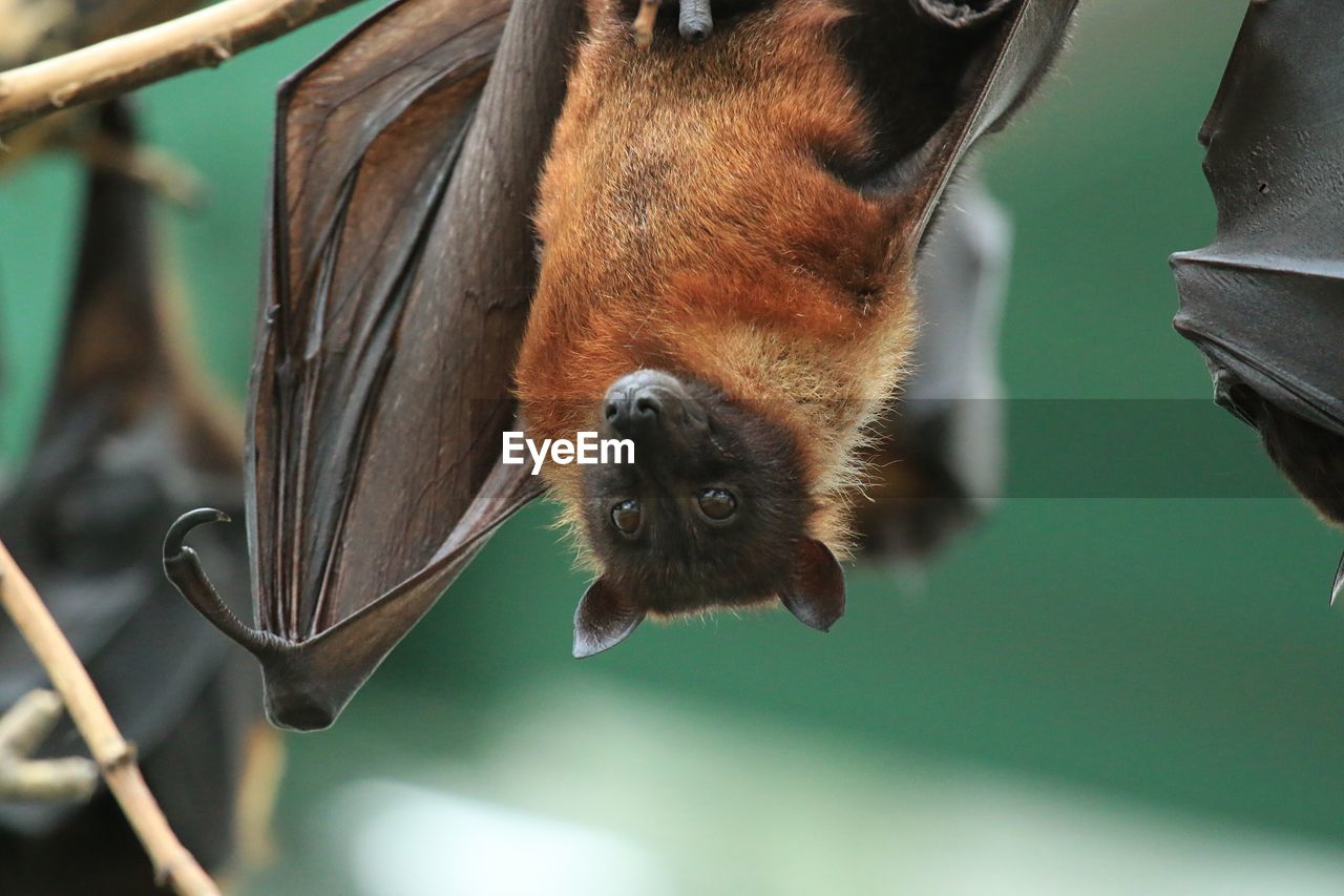 Close-up of bats hanging upside down from branch