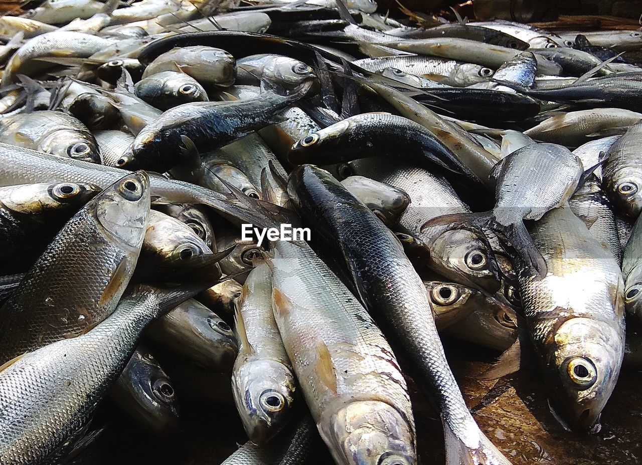 CLOSE-UP OF FISH FOR SALE AT MARKET