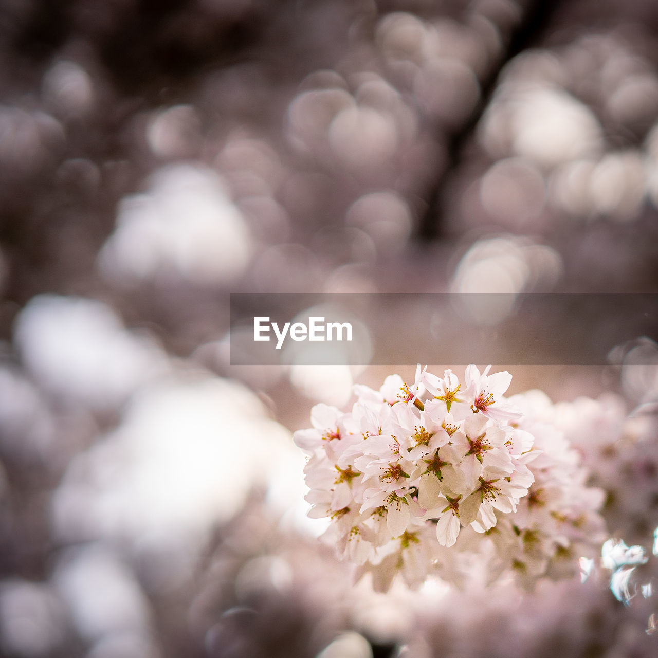 Close-up of cherry blossom