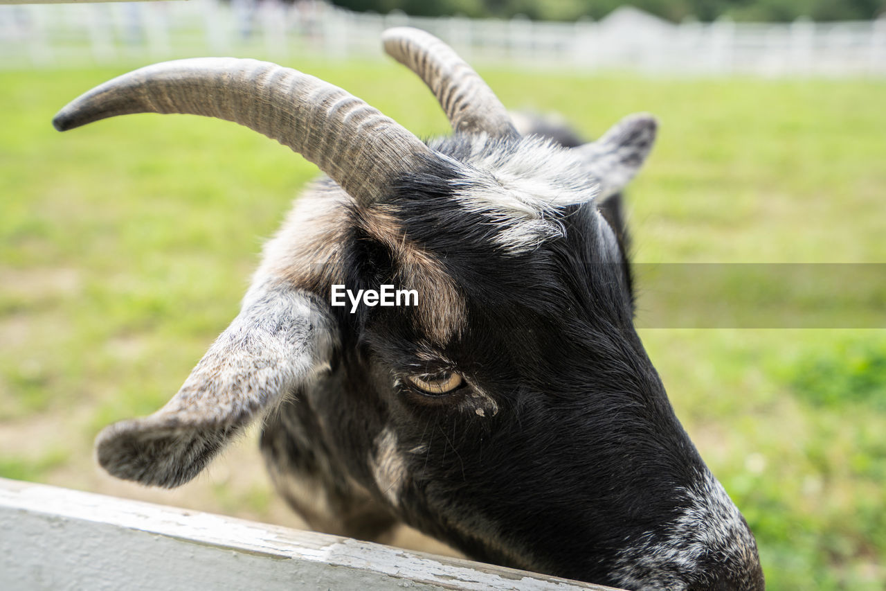 CLOSE-UP PORTRAIT OF A GOAT