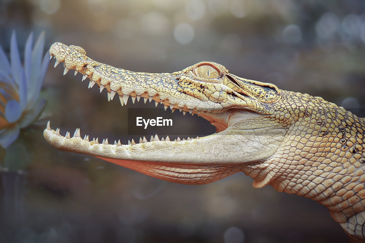 close-up of a crocodile