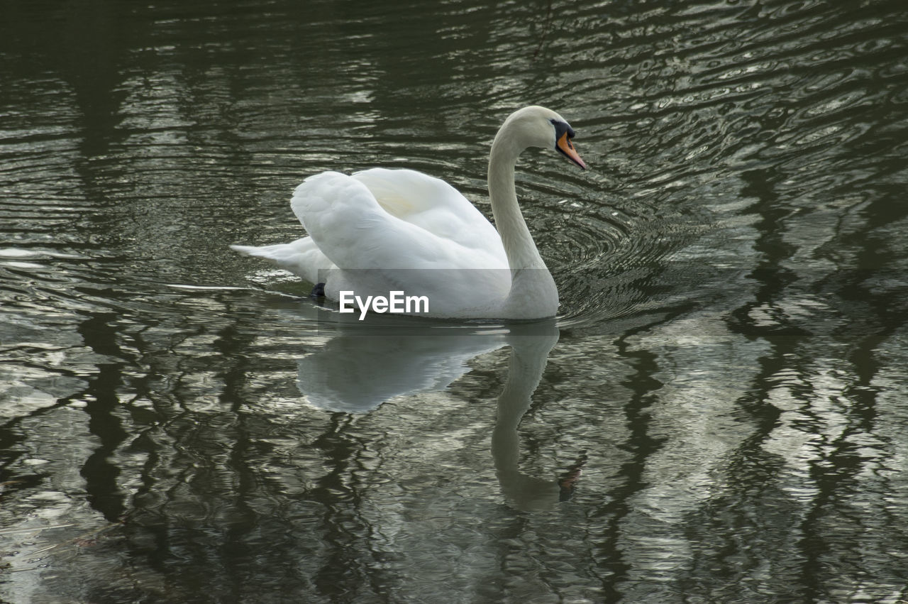 High angle view of swan on lake