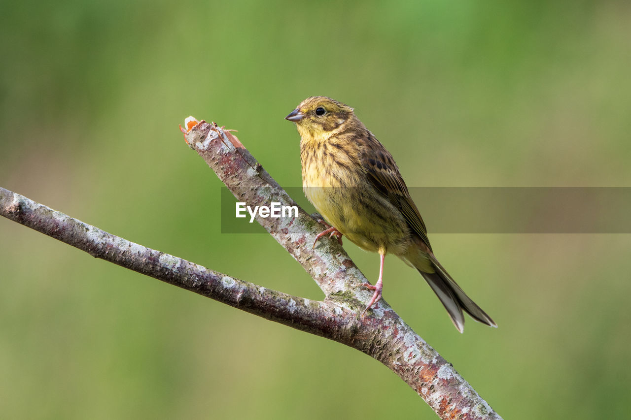 CLOSE-UP OF BIRD PERCHING ON PLANT