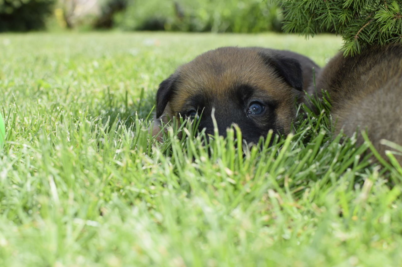 DOG STANDING ON GRASSY FIELD