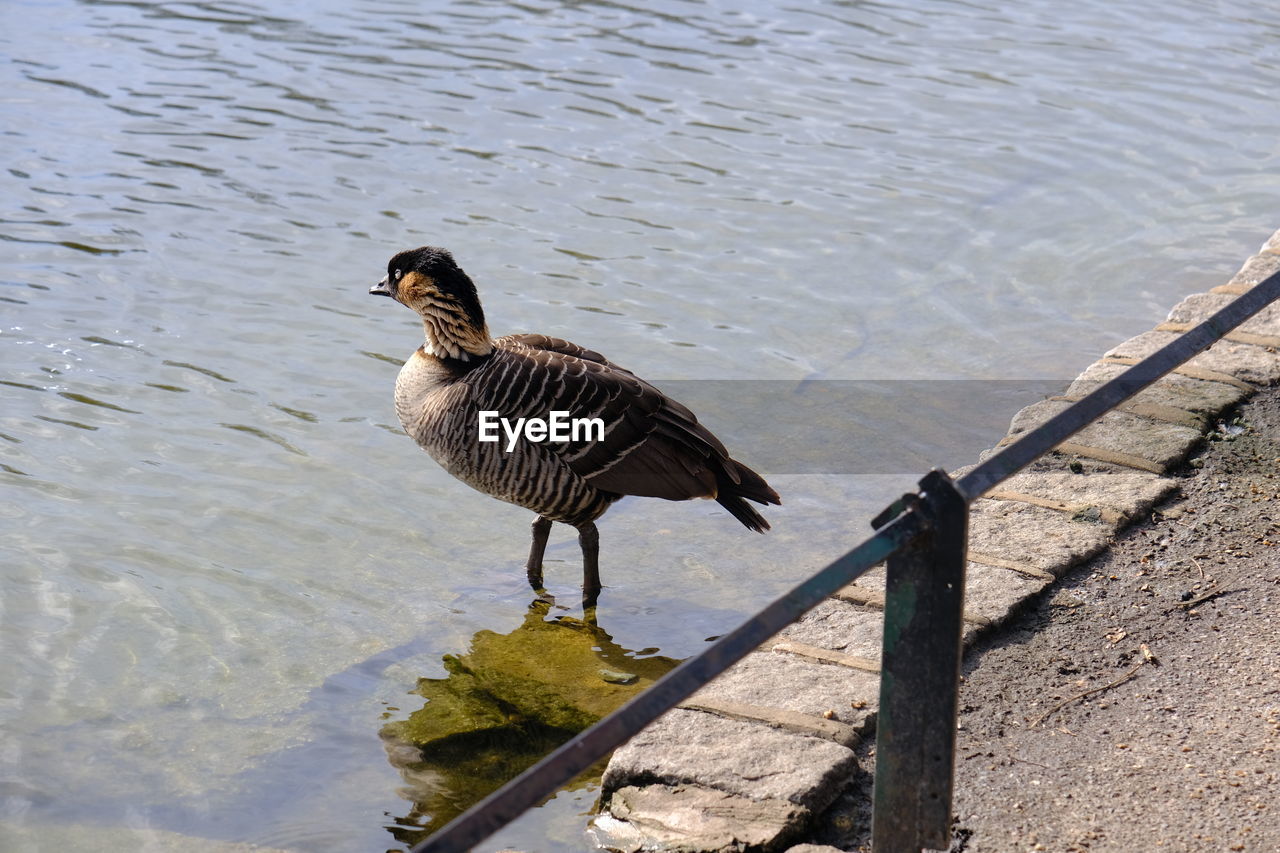 animal themes, animal, bird, animal wildlife, wildlife, water, lake, one animal, duck, nature, no people, ducks, geese and swans, water bird, day, goose, high angle view, outdoors, sunlight, beak, wing, beach, full length, poultry