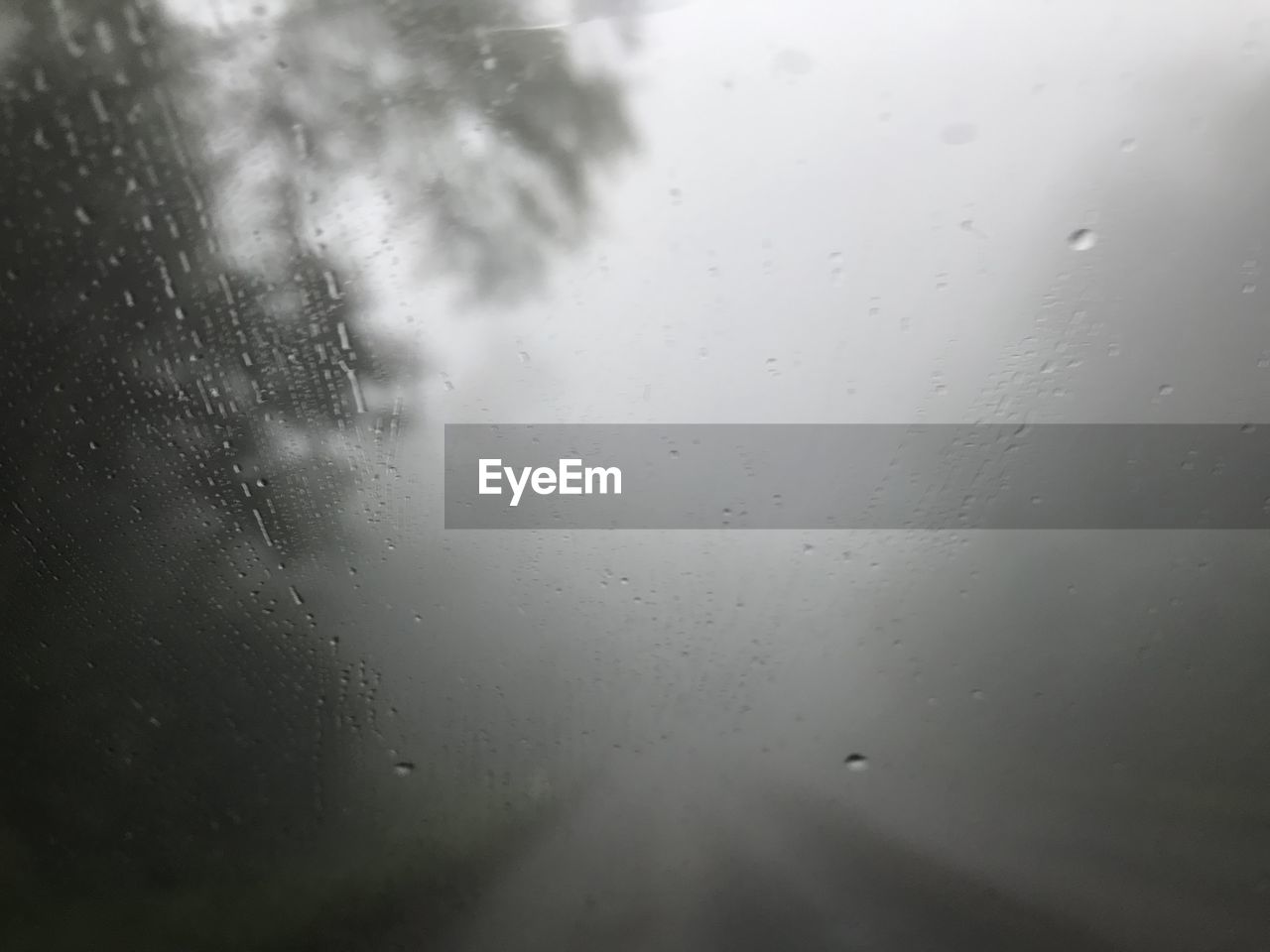 Foggy pine forest and road with raining in cold morning rainy season while driving