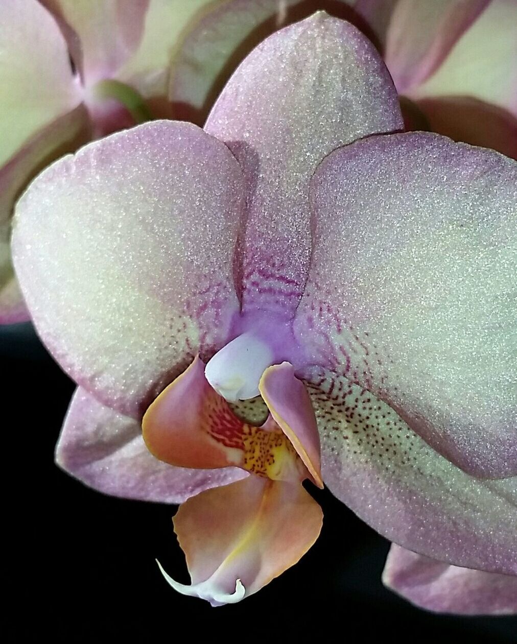 CLOSE-UP OF WHITE FLOWERS