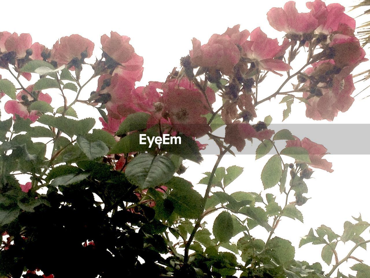 LOW ANGLE VIEW OF FRUITS ON TREE