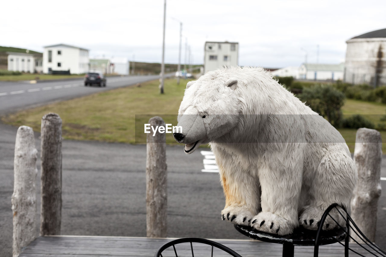 SHEEP STANDING IN A HORSE